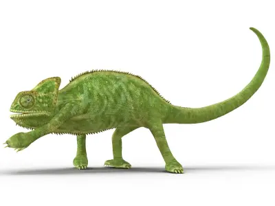 Chameleon Rigged for Maya 3D model