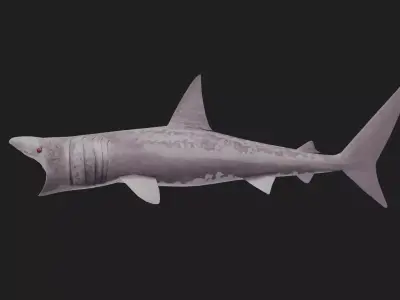 Shark Low-poly 3D model 39