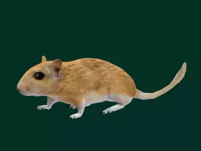 Mongolian Gerbil Rat Rodent Free low-poly 3D model