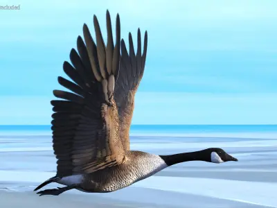  North American Goose Flying Pose 
