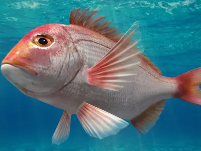 Snapper (Animated) 3D model