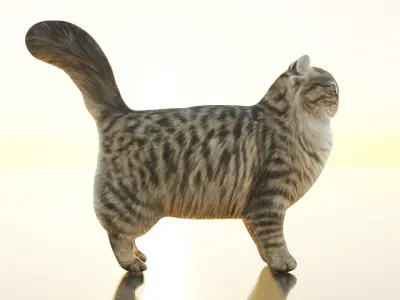 Siberian Cat Free 3D model