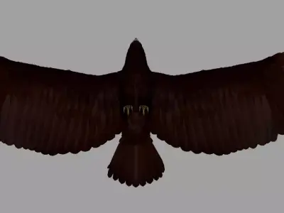 Eagle 3D model shop