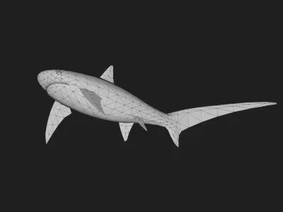 Shark Low-poly 3D model 15