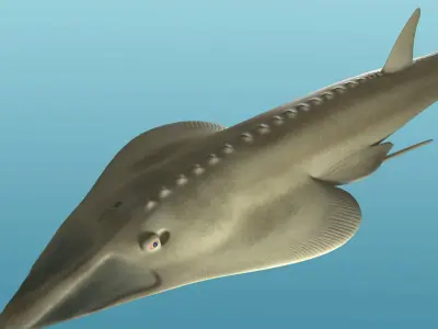 Halavi Guitar fish 3D model