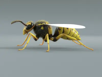  Wasp Vespula Vulgaris Xgen 