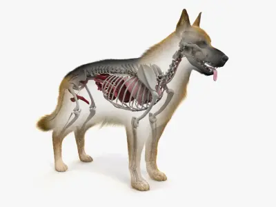  Dog Skin Skeleton And Organs 
