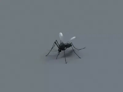 mosquito 3D model order
