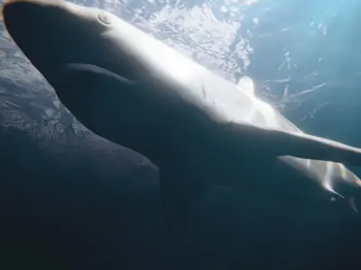 shark Free 3D model purchase