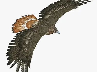 Hawk ANIMATED 3D model