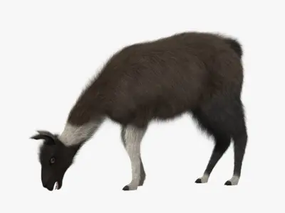 Llama 3D model