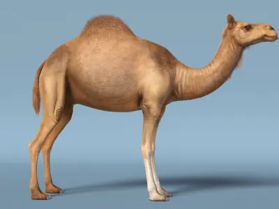  Dromedary Camel with Fur 