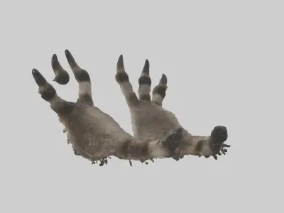 Raccoon Paws Low-poly 3D model