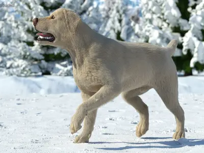  Labrador Dog White Rigged Fur 