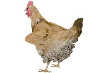 Chicken 3D model buy