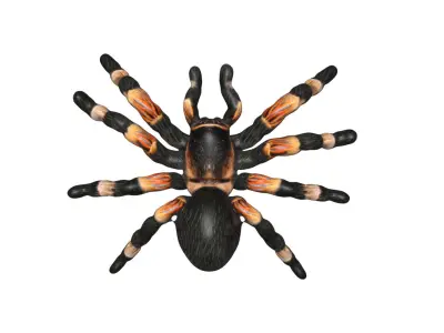 Tarantula spider Low-poly 3D model