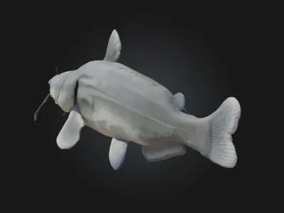 Catfish Calm Realistic Freshwater Fish Model 3D model