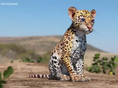 Leopard Cub Sitting Pose 3D model