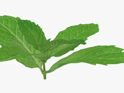  Fresh Mint Leaves 