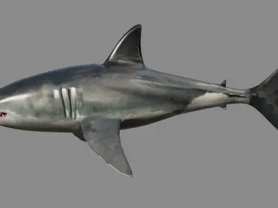Shark - Game Ready - Rigged Low-poly 3D model