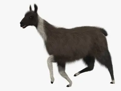 Llama 3D model