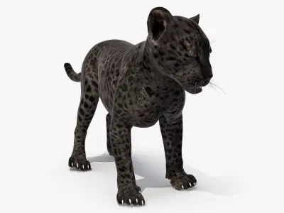Baby Black Leopard Cub 3D model