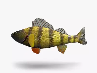 Perch Fish 3D model order