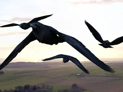 Animated low poly crow Low-poly 3D model