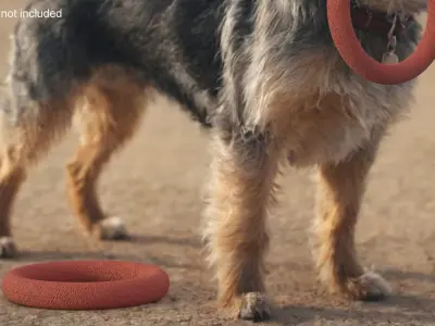 Ring Dog Toy Used 3D model