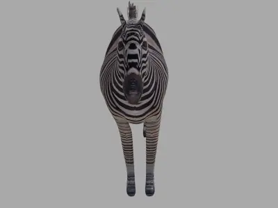 Zebra OBJ  and BLEND 3D model