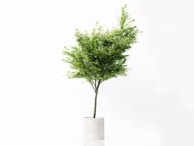 Collection Indoor Plants 036 Free low-poly 3D model