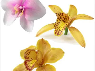  Orchid Flowers Collection 