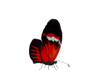 Butterfly Collection Pack 13-18 Low-poly 3D model