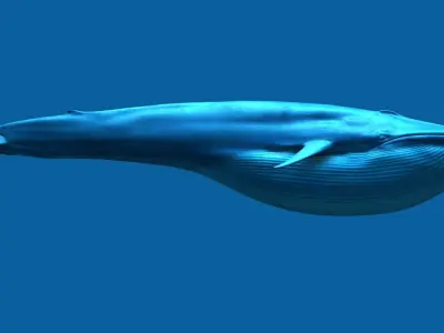 Blue Whale 3D model order