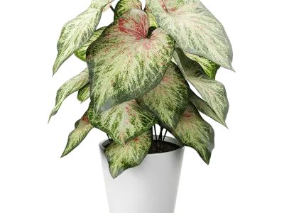  Caladium Potted Plant Model, Pale Green 