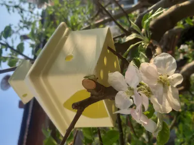 Birdhouse Smol Free 3D print model