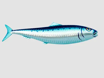 Sardine Pilchard Model 3D model