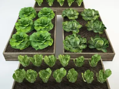lettuce set 36 Lactuca 3D model