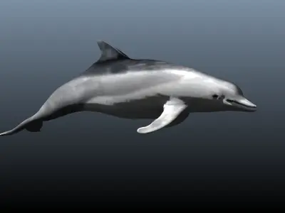 dolphin lowpoly 3D model purchase
