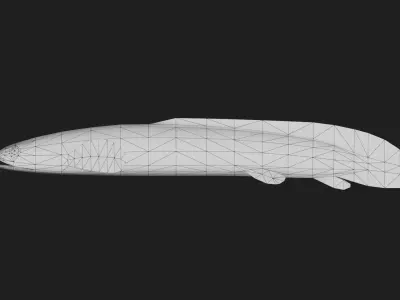 Bichir Low-poly 3D model 3