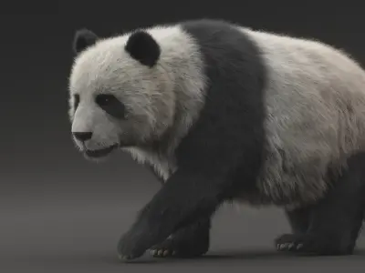 Giant Panda ANIMATED 3D model