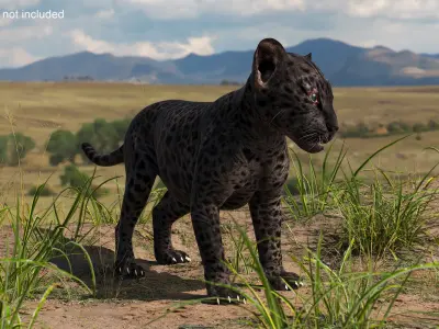 Baby Black Leopard Cub 3D model