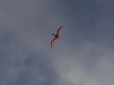 Pterodactyl dinosaur flying in air Low-poly 3D model