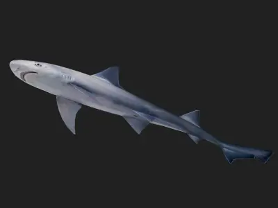 Shark Low-poly 3D model 17