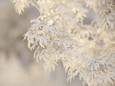  Japanese plants - Include GrowFX and Mesh file 
