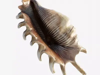 Scanned seashell Low-poly 3D model