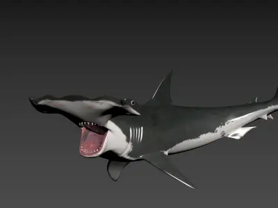 Hammerhead Shark 8K- 3d animated 3D model