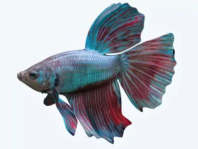 Betta Fish 5 3D model