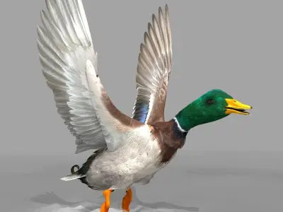 Mallard Duck 3D model buy