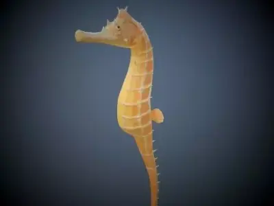 Seahorse 3D model get